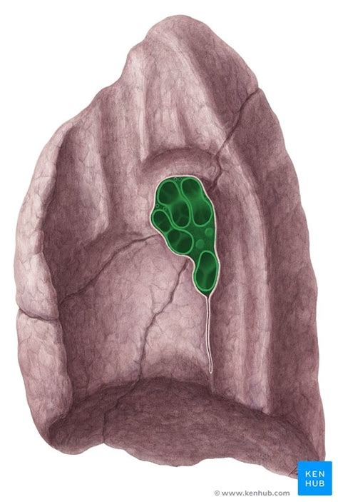 right lung root Diagram | Quizlet