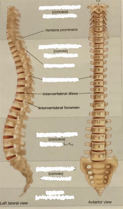 Lateral And Anterior Views Of Vertebral Column Diagram Quizlet