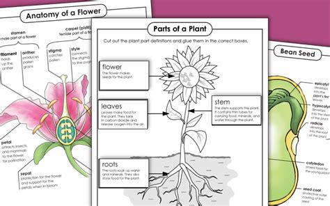 Plant Worksheets