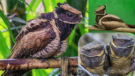 Great Eared Nightjar Bird Lyncornis Macrotis Is A Species Of Nightjar