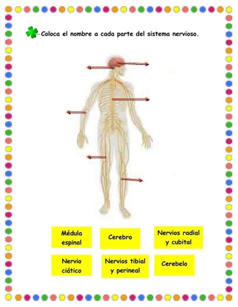 Sistema Nervioso Exercise For De Primaria Sistema Nervioso