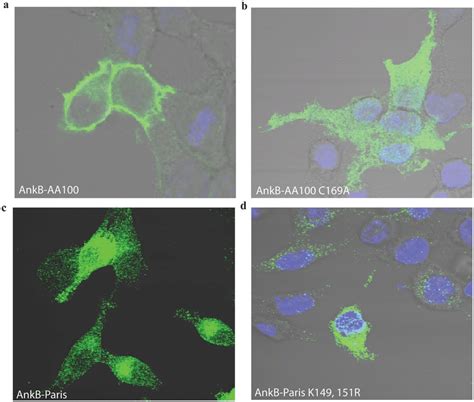 Ectopically Expressed Ankb Paris Localizes To The Cytoplasm With A