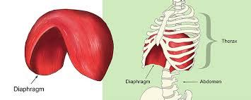 Separates The Chest Cavity From The Abdominal Cavity