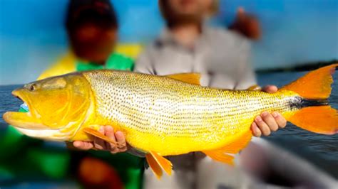 Proh Ben La Pesca Comercial Del Dorado En Entre R Os Para Preservar La