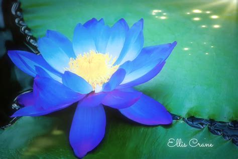 Egyptian Blue Lotus by EllisC50 on DeviantArt