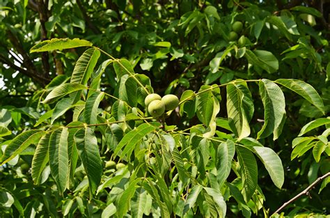 Fotos gratis árbol naturaleza rama Fruta hoja flor follaje