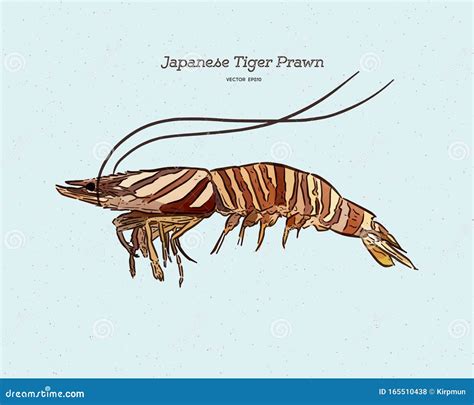 Japanese Tiger Prawn Hand Draw Sketch Vector Stock Vector