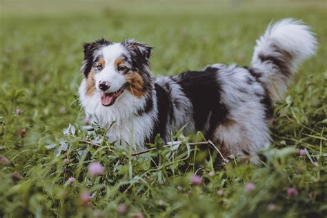 Wissenswertes Ber Den Australian Shepherd Weekend At