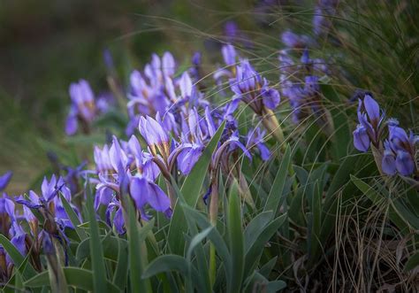 Алтай | Plants, Garden, Flowers