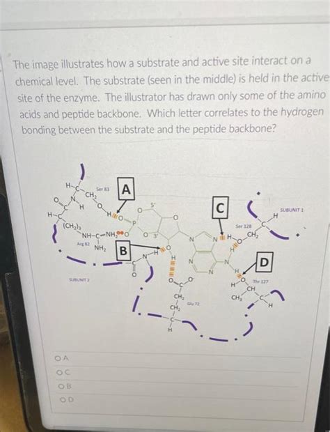 Solved The Image Illustrates How A Substrate And Active Site Chegg