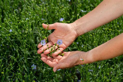 Female Hands Hold Flax Plants With Flowers Against The Background Of A