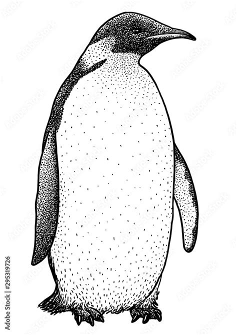 Emperor penguin illustration, drawing, engraving, ink, line art, vector ...