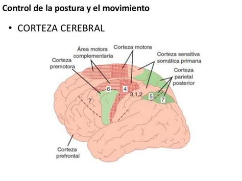 Control De La Postura Y El Movimiento