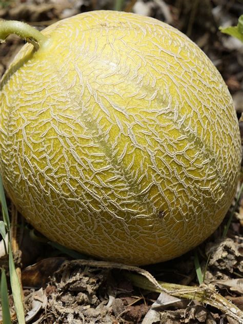 Muskmelon Hybrid Seed Seed And Plant