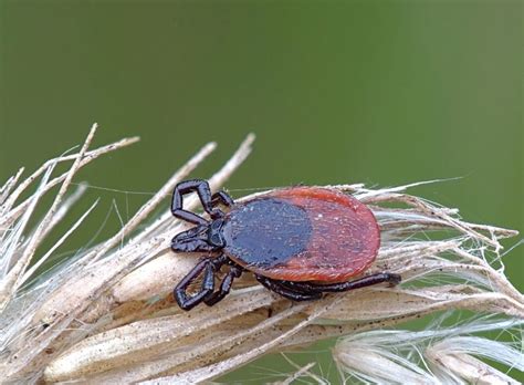 The Origin Of Ticks And The Genesis And Emergence Of Lyme Disease