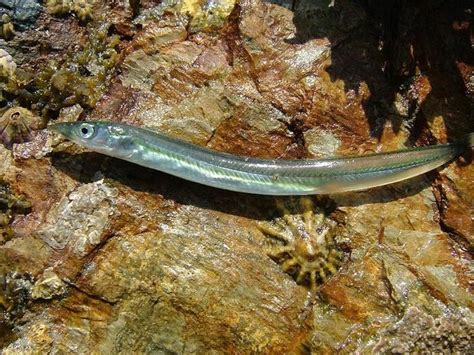 ammodytes alchetron   social encyclopedia