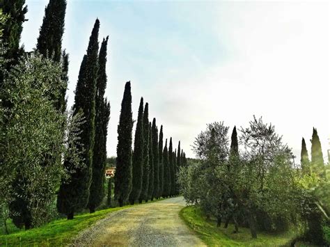 Italian Cypress Tree Care | Plantly