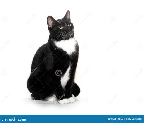 Black and white tuxedo cat stock photo. Image of sitting - 155519656