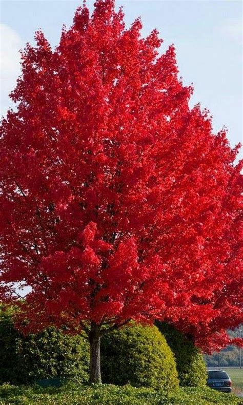 El caleidoscopio de la naturaleza una sinfonía de colores que revela