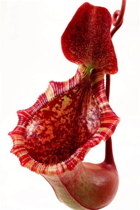 An Artist Who Cultivates Deadly Plants and Photographs Them | Deadly ...