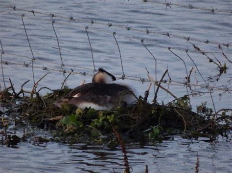 Species Focus- Great Crested Grebe - Lough Neagh Partnership