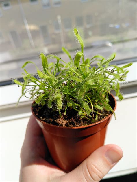 1015 best Gnats images on Pholder | Houseplants, Savage Garden and Braves