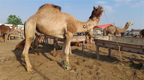 Lahore Camel Mandi Update Wednesday Mandi Update Shahpur Kanjra