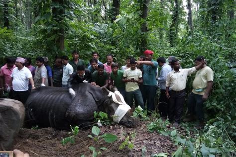 India And Nepal Team Up To Rescue Flooded Rhinos