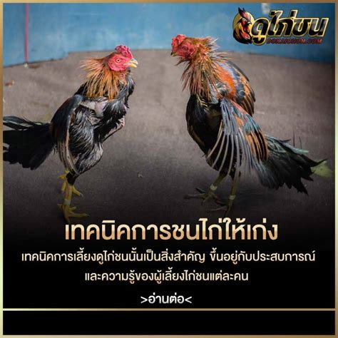 เทคนิคฝึกไก่ให้เก่ง การเลี้ยงดูและฝึกไก่ชน เพื่อให้พร้อมในการชน