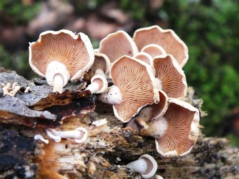 Bioluminescent Mushrooms The Natures Own Light Show