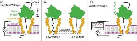 A New Approach to High Accuracy Nanopore Sequencing | Nature Portfolio ...