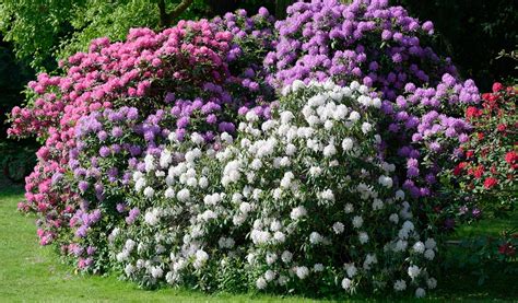 Comment Entretenir Un Rhododendron Jardiland