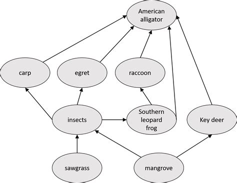 Which of the following best describes the flow of energy in | Quizlet