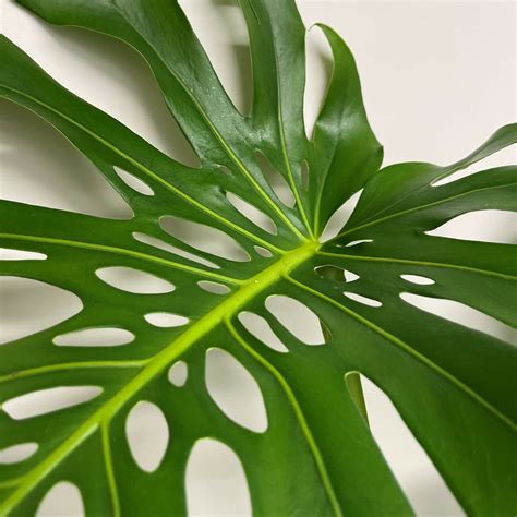 Monstera deliciosa 7.5lt - Springvale Garden Centre