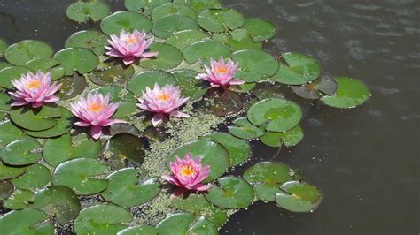 Lily Pads Lily Pads Plants Lily