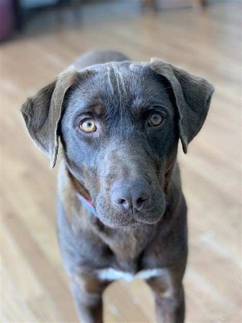 Labrador Retriever And Terrier Mix