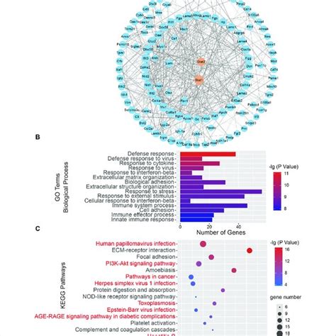 Bioinformatics Analysis Of 173 Differentially Expressed Proteins