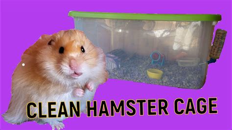 Clean Hamster Cage Need To Know Youtube