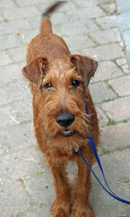 Meet Hugo The Adorable Irish Terrier