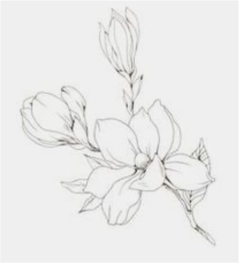 Pin By Annatal On Szkice Flower Sketches Flower Drawing Magnolia Tattoo