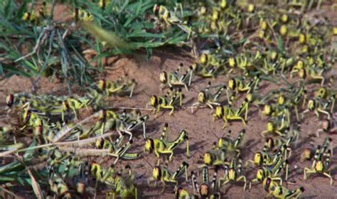 Swarm Of Locusts Devour Everything In Their Path | The Kid Should See This