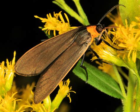 Virginia Ctenucha Moth Ctenucha Virginica 20181003 5031 Flickr