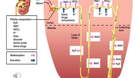 Different Segments Of The Nephron Form Urine By Filtration