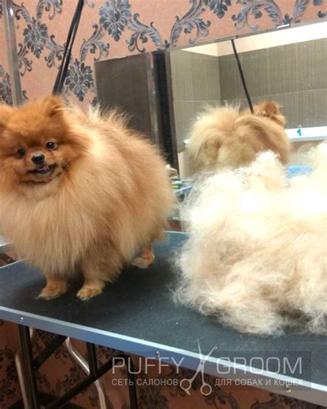 Стрижка Шпица - груминг в Москве - цена в салонах Puffy-Groom