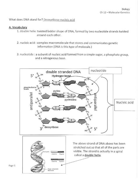 (PDF) Mrs. Parsiola's Homepage...2. nucleic acid : complex macromolecule that stores and ...