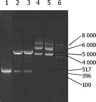 Figure 1 From Effect Of Naked Eukaryotic Expression Plasmid Encoding