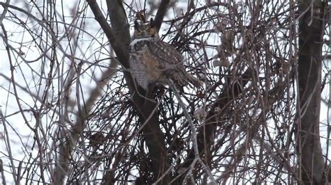 Male Great Horned Owl Hooting 2 4 2022 In Forest Park In St Louis Missouri Usa Youtube