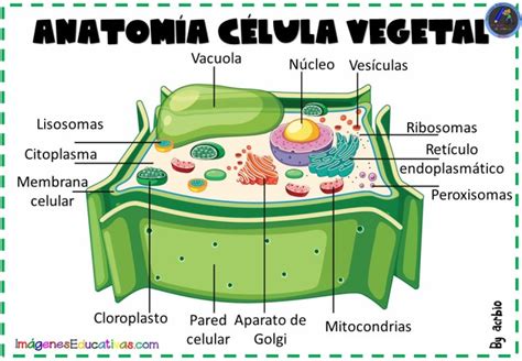 CÉLULA VEGETAL ANATOMÍA – Imagenes Educativas