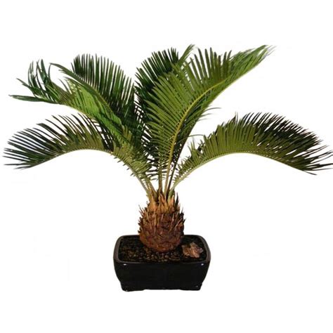 Sago Palm Indoor Tree - Oriental-Decor.com