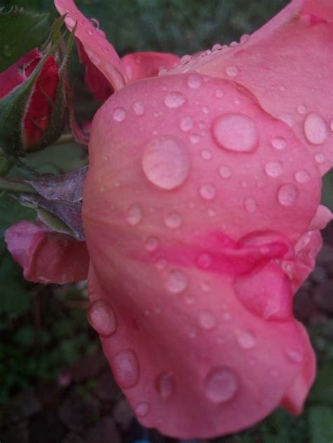 Pin by 🍃🌹🍃Yulia Yulia🍃🌹🍃 on Цветы 2
